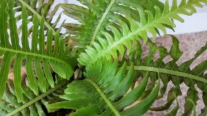 Виды и сорта комнатных папоротников!