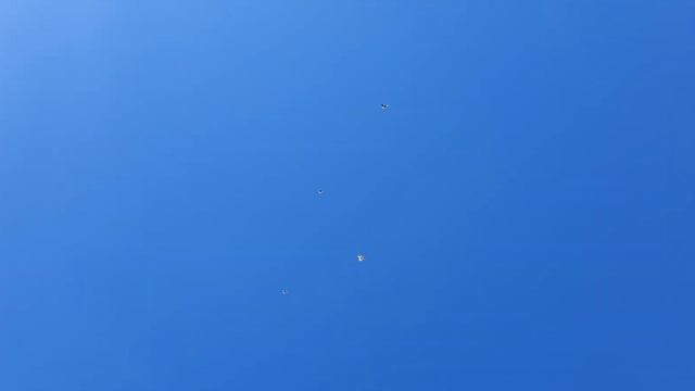 Николаевские голуби. Крым. В гостях у Николая в Миролюбовке часть 2. 12.07.20 г. смотреть онлайн
