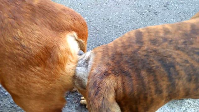 pejantan tanguh#anjing kawin смотреть онлайн