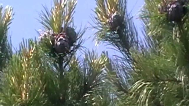Очень красивый видео футаж, скачать бесплатно. кедр с шишками. cedar with cones. смотреть онлайн