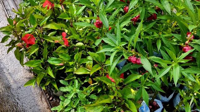 Galiff Street Wholesale Flower Plants Market Visit | Largest Market In Kolkata.