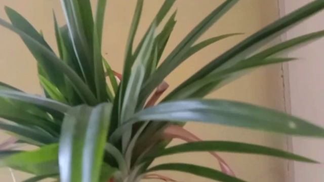 BONSAI PANDAN WANGI pandanus amaryllifolius смотреть онлайн