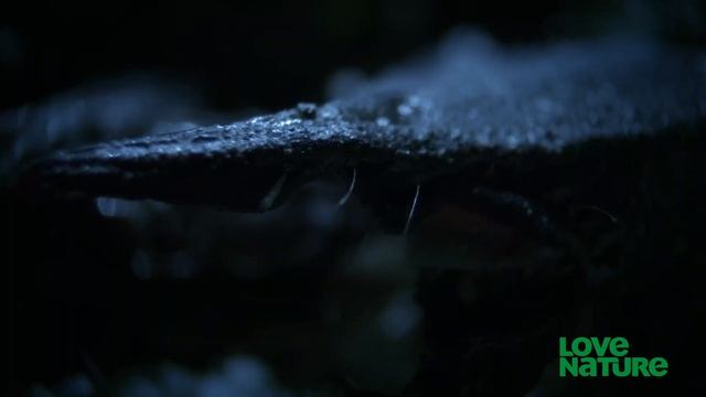 Scorpion VS. Cricket | Deadly Australians смотреть онлайн