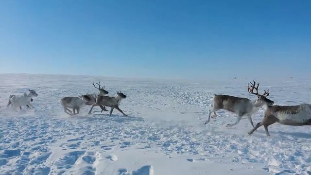 Олени в Большеземельской тундре смотреть онлайн