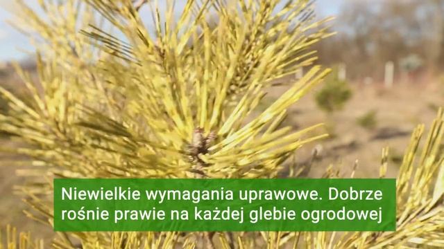 Dwubarwna Sosna Gęstokwiatowa 'Rainbow' (Pinus densiflora) смотреть онлайн
