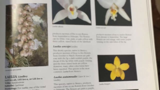 #neworchidblooms AN ORCHID A DAY EPISODE 194 смотреть онлайн