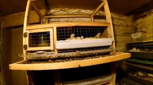 Когда начинают нестись перепела // Первое яйцо //  Перепелки в домашних условиях