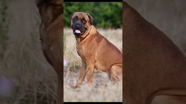 Самые Сильные Бойцовские Собаки #собаки #сильные #вмире #dogs #dog #бойцы #питбуль #питбульграф смотреть онлайн