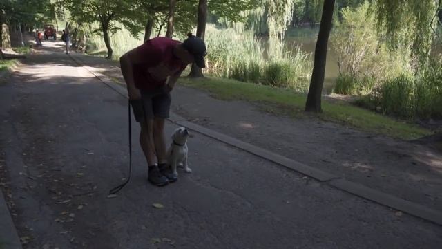 Как научить щенка слушаться на улице Дрессировка, социализация, кормление и игры с щенком лабрадор смотреть онлайн
