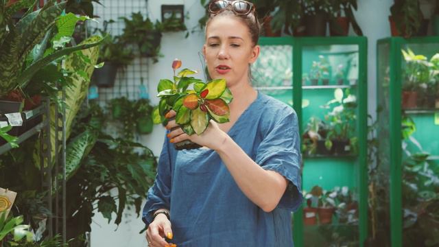 Hi Summer🌞🌞Dostawa Specjalna!Czad Syngonia - 3 Królowie👑, Godzilla🦖 I Szalona Hoja Mauna Loa!