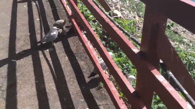 Чайки у водопада смотреть онлайн