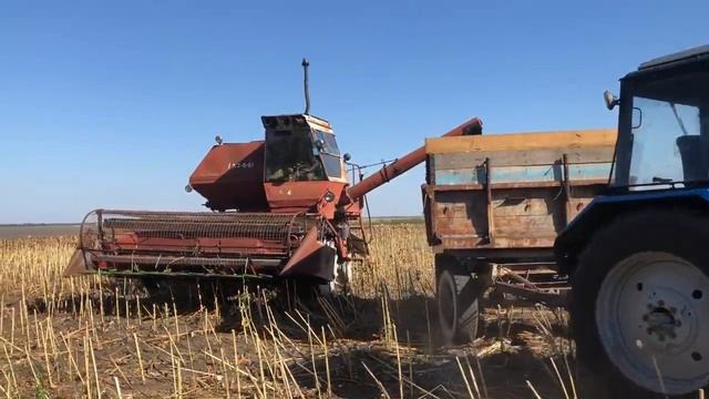 УБОРКА ПОДСОЛНЕЧНИКА ЛЕГЕНДАРНЫМ КОМБАЙНОМ НИВА СК-5 Евралис Белла УРОЖАЙНОСТЬ 17 ц/га смотреть онлайн