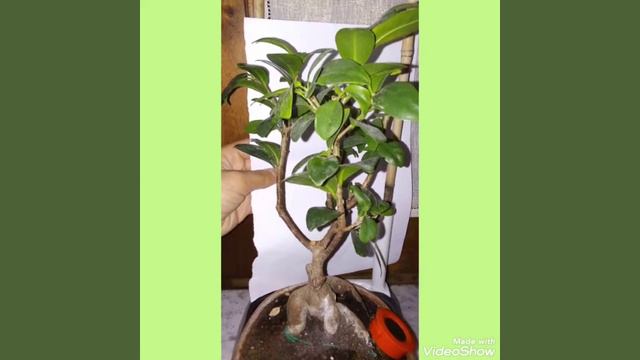 Il mio bonsai nel dettaglio! Ficus ginseng смотреть онлайн