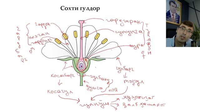 Узвҳои растаниҳои гулдор.organi flowering plants смотреть онлайн