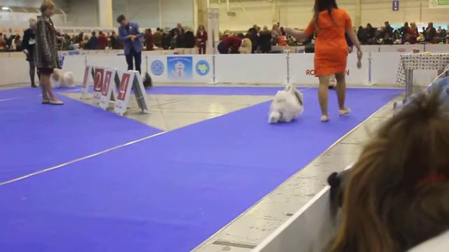кобели чемпионы смотреть онлайн