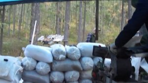 Добыча кедрового ореха.Забайкалье!