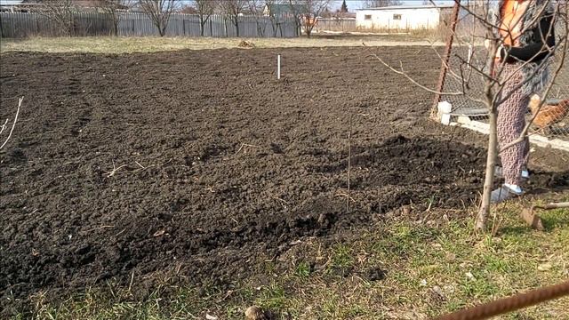 Первые Посадки в Огороде и Саду ...Обрезка Винограда. смотреть онлайн