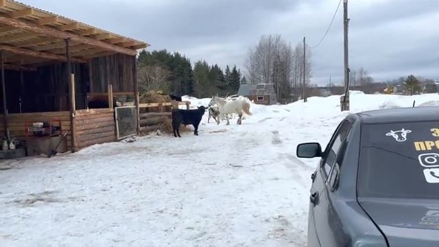 ЗНАКОМСТВО БЫКА И ЗЕФИРА! УСТРАНЯЕМ ПОТОПА НА ФЕРМЕ! смотреть онлайн