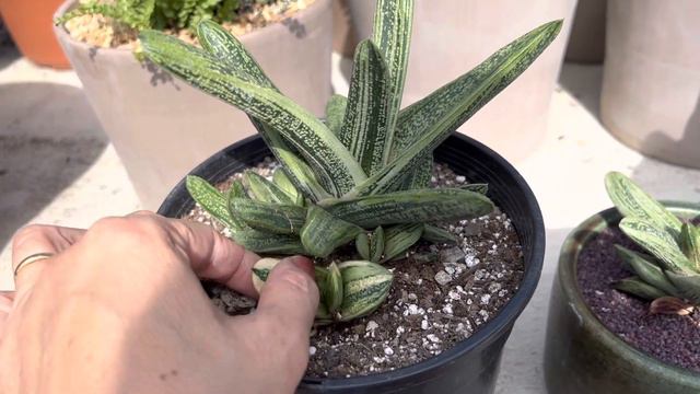 Gasteria Cultivar 