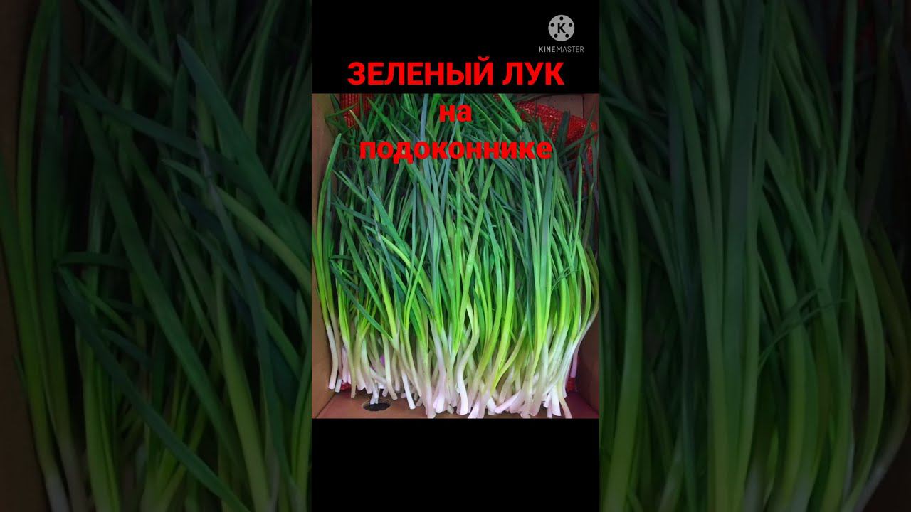 20 декабря 2021 г. смотреть онлайн