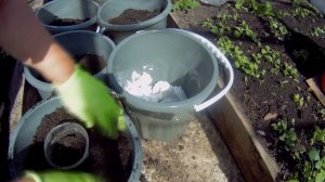 ИМПАТИЕНСЫ, от семян до пышного цветения?????