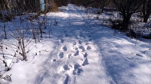 ЗИМНЯЯ ПРОГУЛКА В ЯНВАРЬ. смотреть онлайн