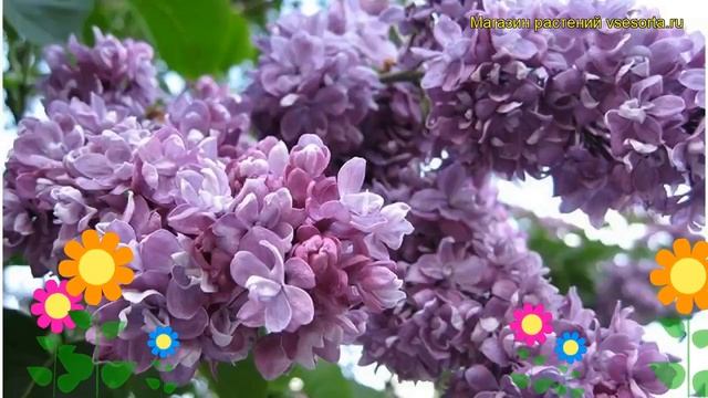 Сирень обыкновенная Вильям Робинсон. Краткий обзор, описание syringa vulgaris William Robinson смотреть онлайн