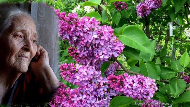 МАМИНА СИРЕНЬ    Душевная песня!!! Исп  Демидыч