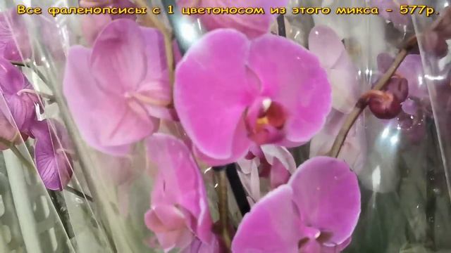 Леруа:ЗАВОЗ ОРХИДЕЙ,"Блэк Страйповый" БУМ,07.10.21,ТЦ "Космопорт",Самара,ул.Дыбенко,30. смотреть онлайн