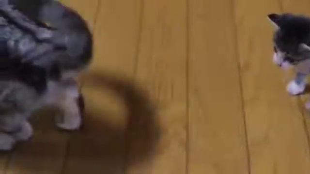 котенок не дает маме поспать смотреть онлайн