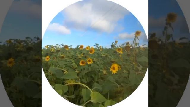 #настроение Подсолнухи - осколки солнечного дня...💃🌻 смотреть онлайн