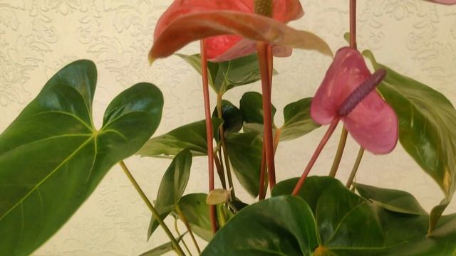 Цветы Вместе - Anthurium Cavalli / Антуриум кавалли 17/60