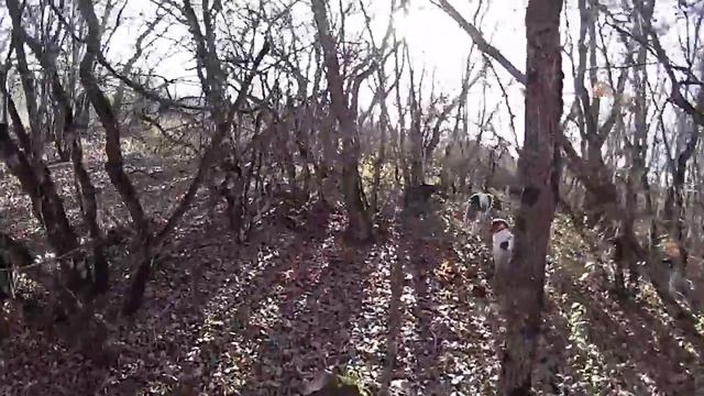 охота в Крыму на вальдшнепа 2015 г. Соколиное. 9.12. смотреть онлайн