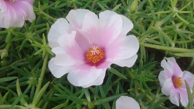 Giant Jewel - Portulaca Grandiflora.. смотреть онлайн