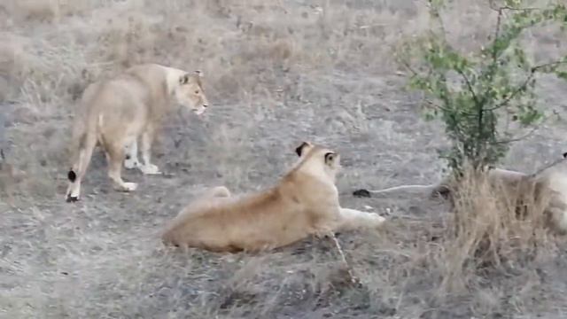 Саванна с мостков. Парк львов "Тайган" смотреть онлайн