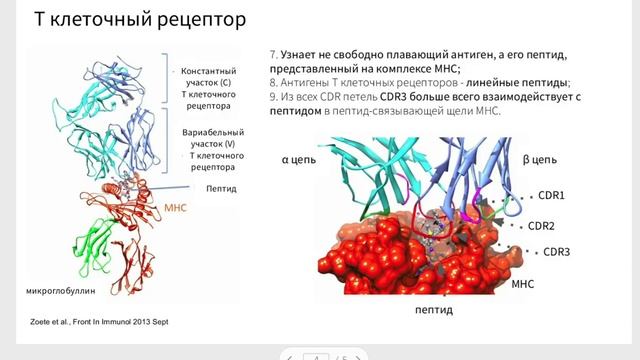 Структура Т клеточного рецептора смотреть онлайн