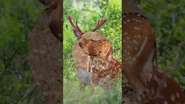 пятнистый олень смотреть онлайн