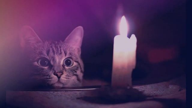 Сказка про котёнка Светика смотреть онлайн