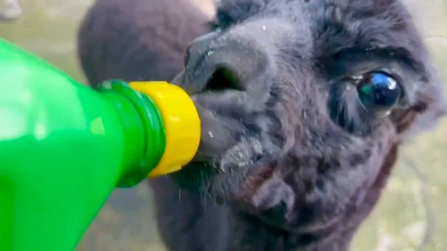 Самца альпаки, родившегося в Ленинградском зоопарке, назвали Брауни смотреть онлайн