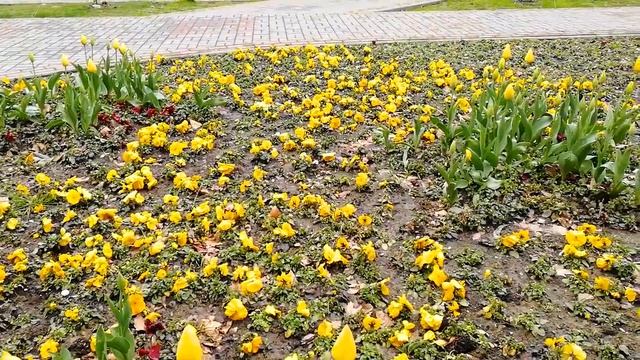 Тюльпаны в марте. смотреть онлайн
