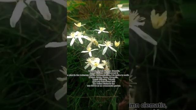 Sweet Autumn Clematis #nature #photography #flower #flowerphotography