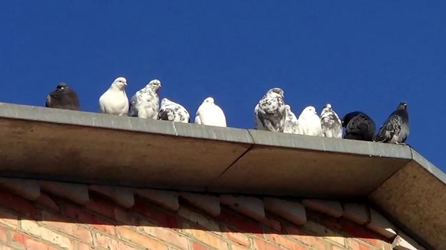 Голуби торцовые Николаевские с красивым полетом смотреть онлайн