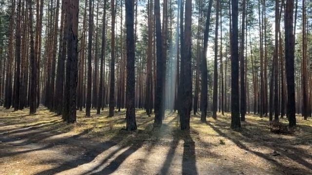 ГИПНОЗ?Включай на всю ночь для Оздоровления организма/Пение птиц в лесу 7 часов смотреть онлайн