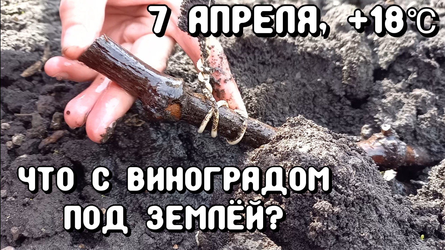 7 апреля, +18℃. СМОТРИМ ВМЕСТЕ что с виноградом под укрытием землёй. смотреть онлайн