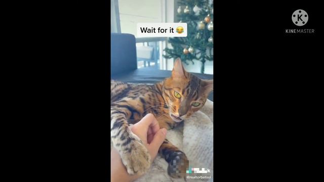 Funny Munchkin cats and kittens Meowing compilation 2021.29.7.jul смотреть онлайн