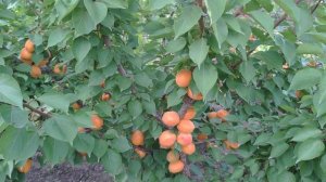 Плодоношение Абрикоса Голд Рич,  г. Тула. Премиум саженцы абрикоса в питомнике Барский Сад.