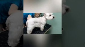 Стрижка вестхайленд вайт терьера