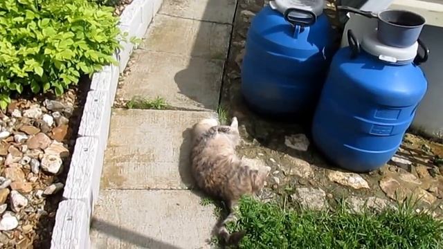 Дачные лайфхаки или полезные советы ч1. ГИДРОГЕЛЬ. Подпорки для клубники и рассады и кое что ещё. смотреть онлайн