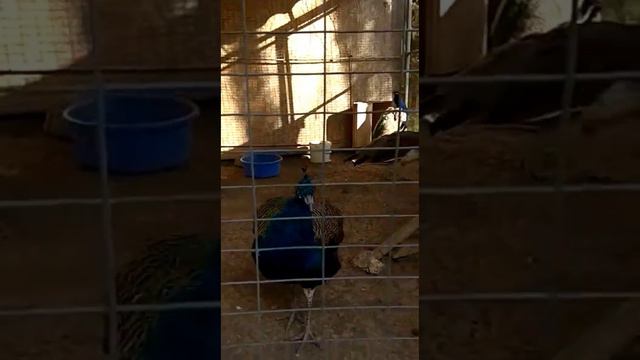 санаторий 《Планета》и его мини зоопарк смотреть онлайн