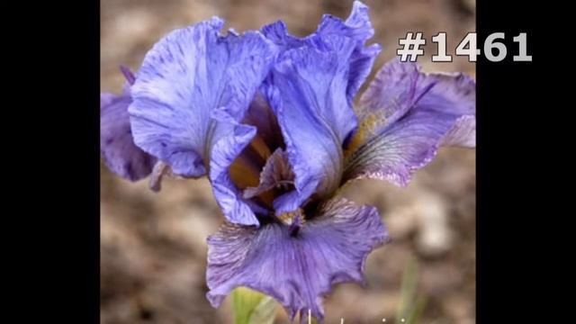 #1461. Ирисы - самые красивые цветы смотреть онлайн